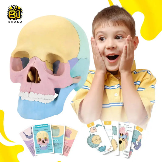 Kit de Anatomía para Niños 🧠