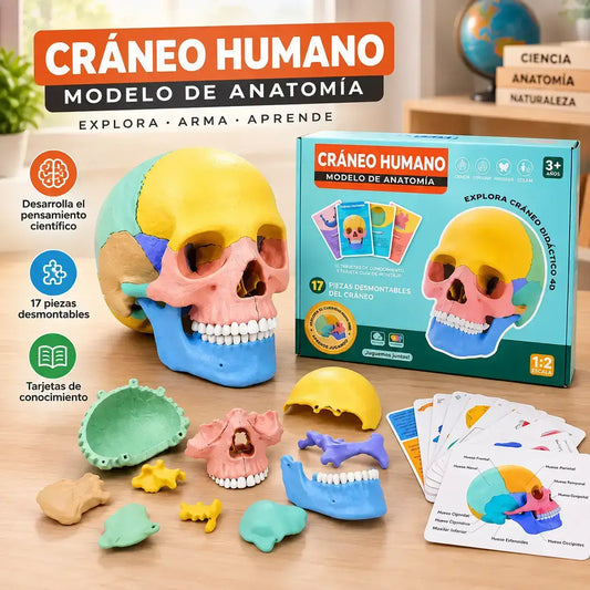 Kit de Anatomía para Niños 🧠